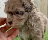 Havapoo Puppies For Sale Fairfield Furbabies